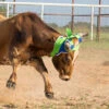 Mustang Blue And Lime Felt Horn Wrap -Western Cowboy Equipment 9012 BN Steer 1