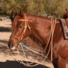 Professional's Choice AL Dunning Tack German Martingale 2 Professional's Choice AL Dunning Tack German Martingale -Western Cowboy Equipment AD8059HL